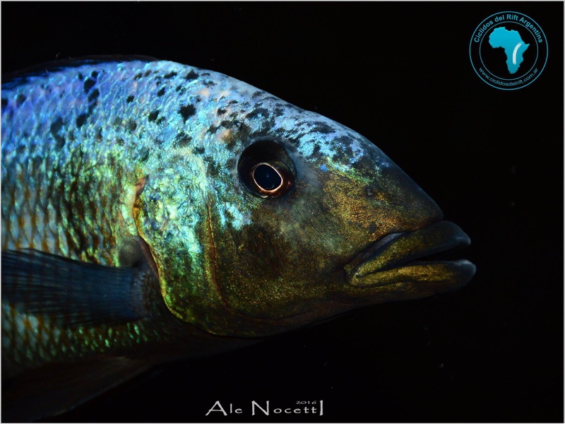 Fossorochromis rostratus